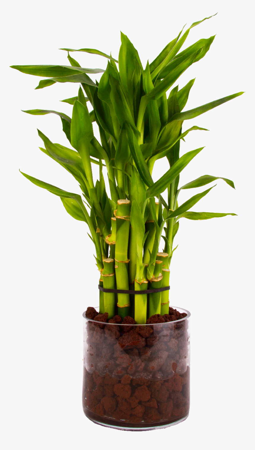 Dracaena Sanderiana Gold Pot, HD Png Download