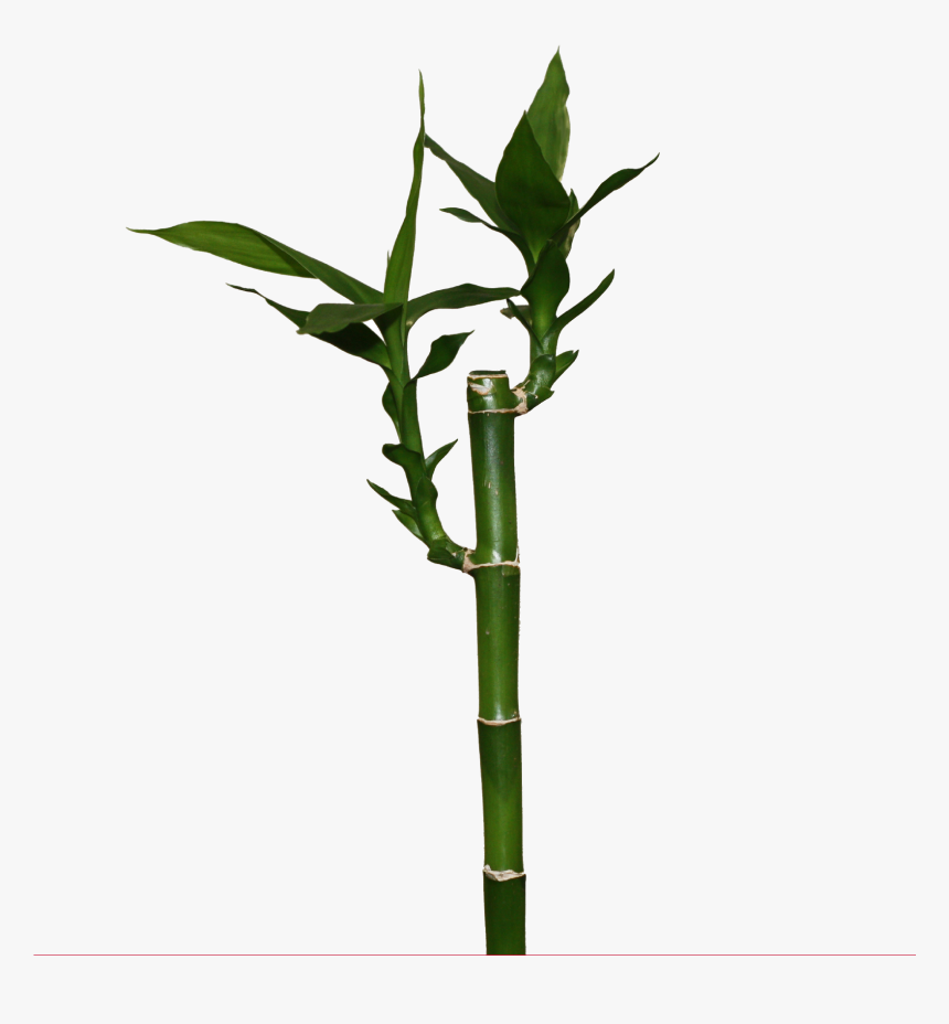 Transparent Bamboo Png - Lucky Bamboo Png, Png Download
