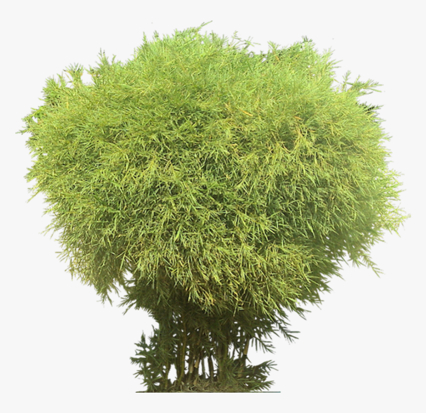 29, Netting, Bamboo, Png V - Transparent Background Bamboo Png, Png Download