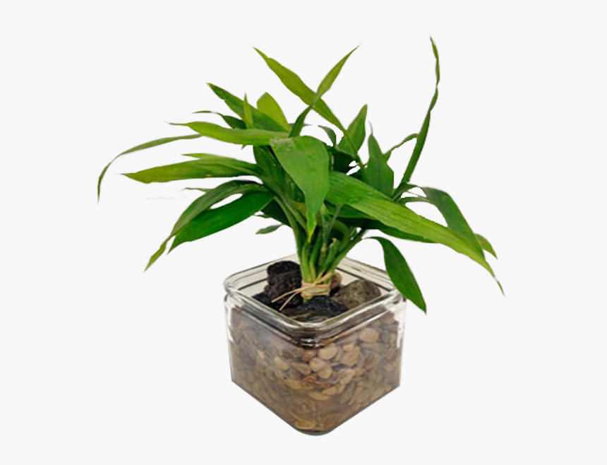 Houseplant, HD Png Download