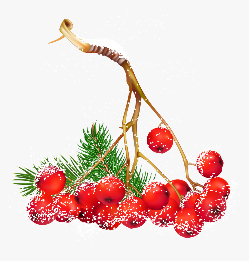 Transparent Christmas Snowy Holly Berries Png Clipart - Christmas Berries Clipart, Png Download