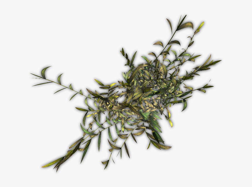 Hornwort, HD Png Download