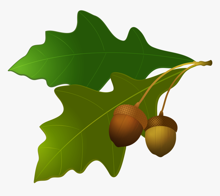 Holly - Acorn Tree Leaf Clipart, HD Png Download