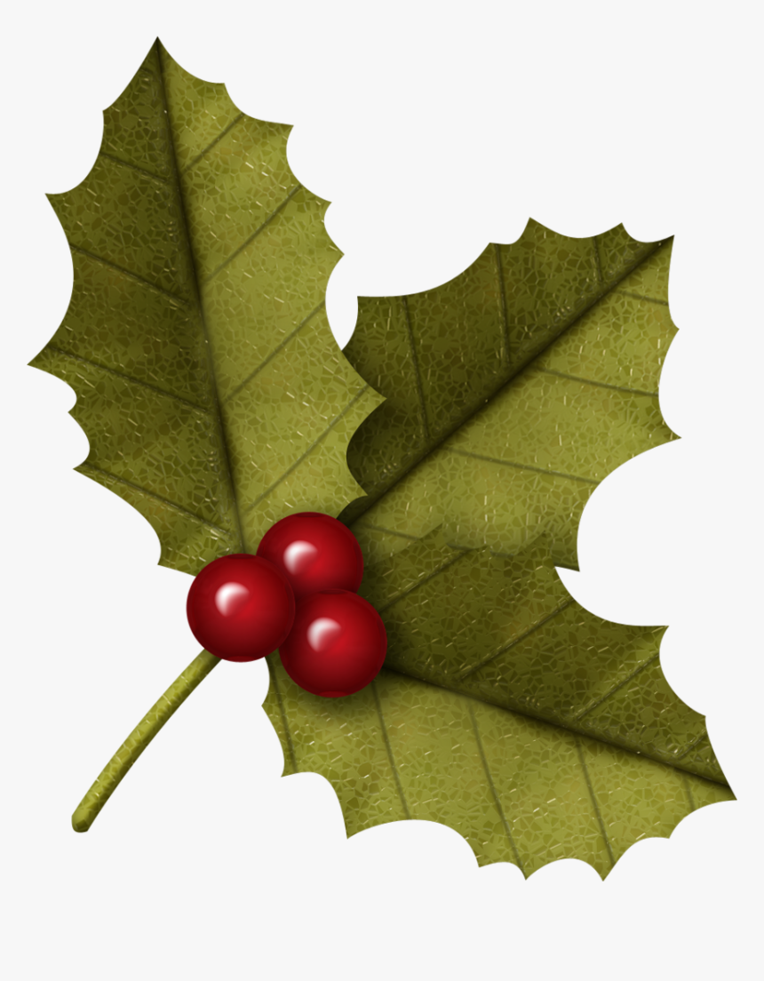 American Holly, HD Png Download