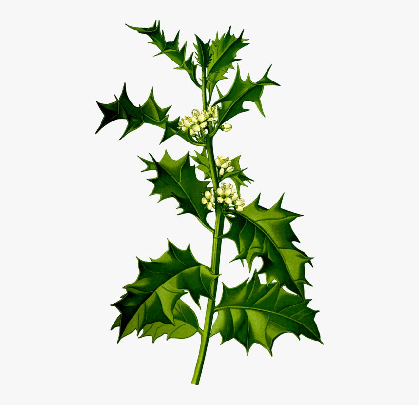 Plant,leaf,tree - Ilex Aquifolium, HD Png Download