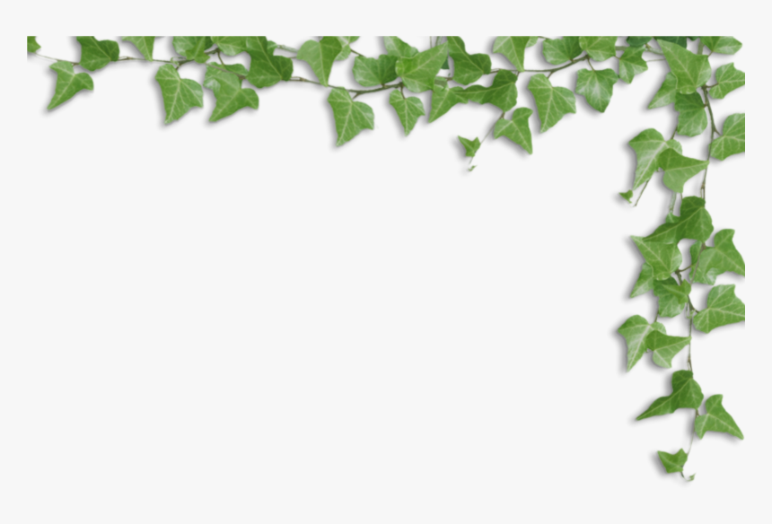 Transparent Ivy Border Png - Alpha Kappa Alpha Sympathy, Png Download