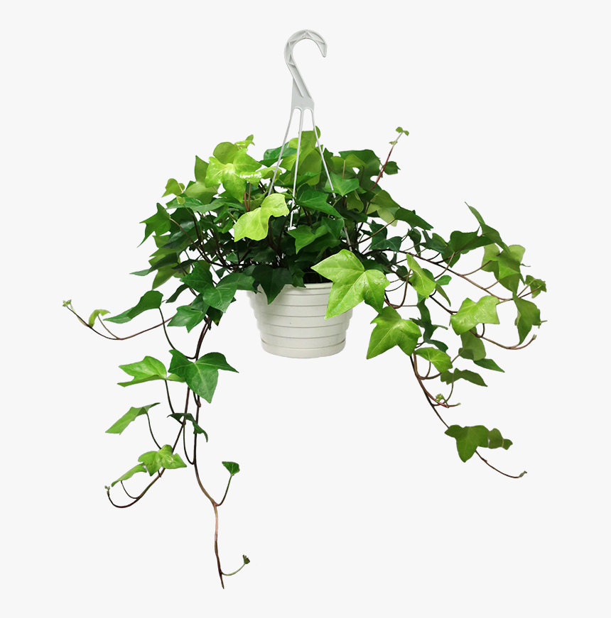 Ivy In Pot Png, Transparent Png