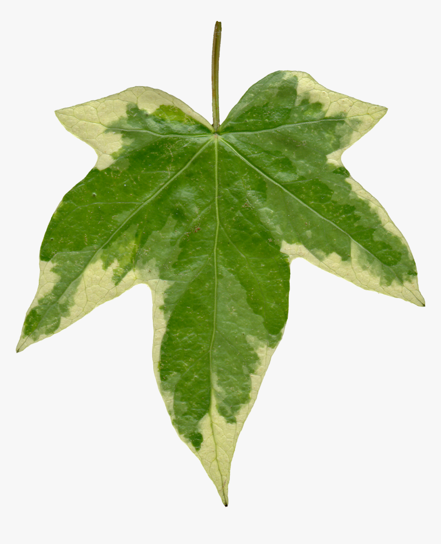 Thumb Image - Ivy Leaf Texture Png, Transparent Png