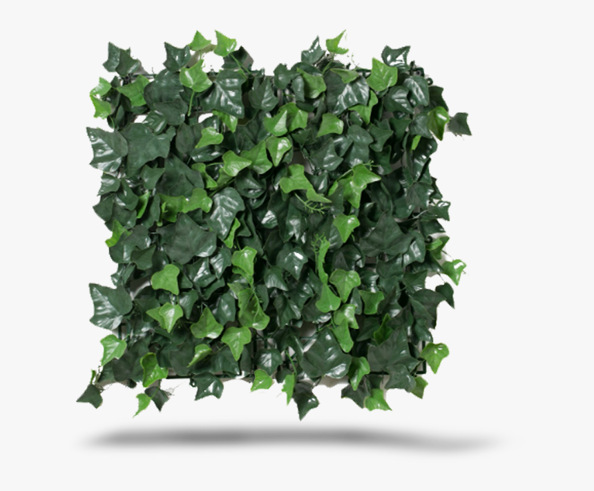 Ivy, HD Png Download