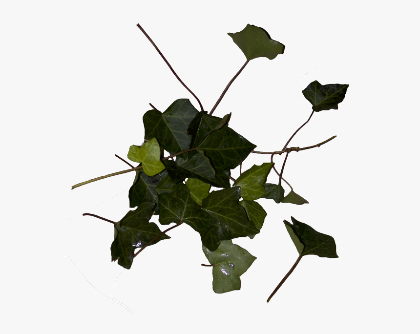 Flower, HD Png Download