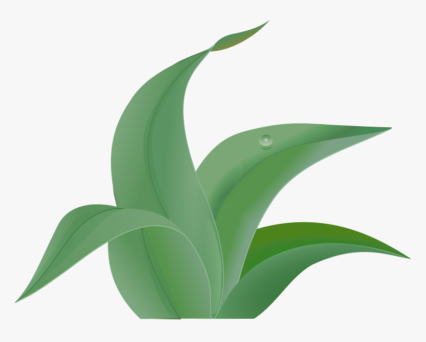 Ivy Clipart Big Leaf - Aloe Vera Clipart Png, Transparent Png