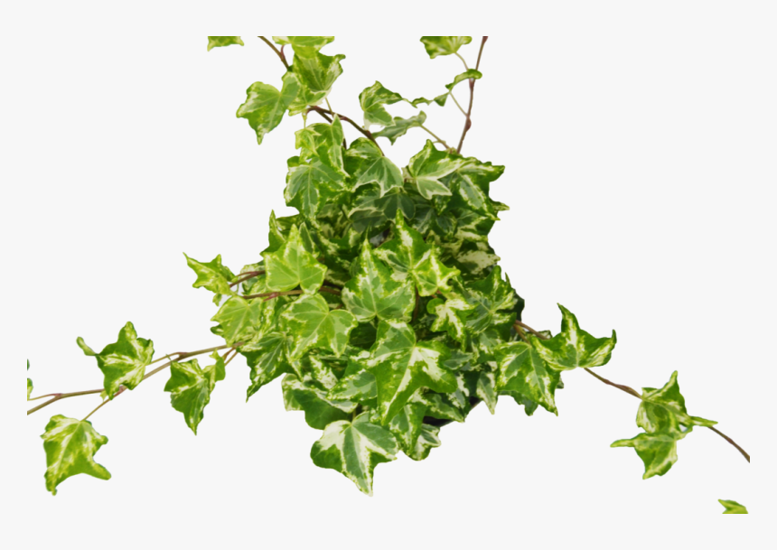 English Ivy Kolibre - English Ivy Transparent, HD Png Download