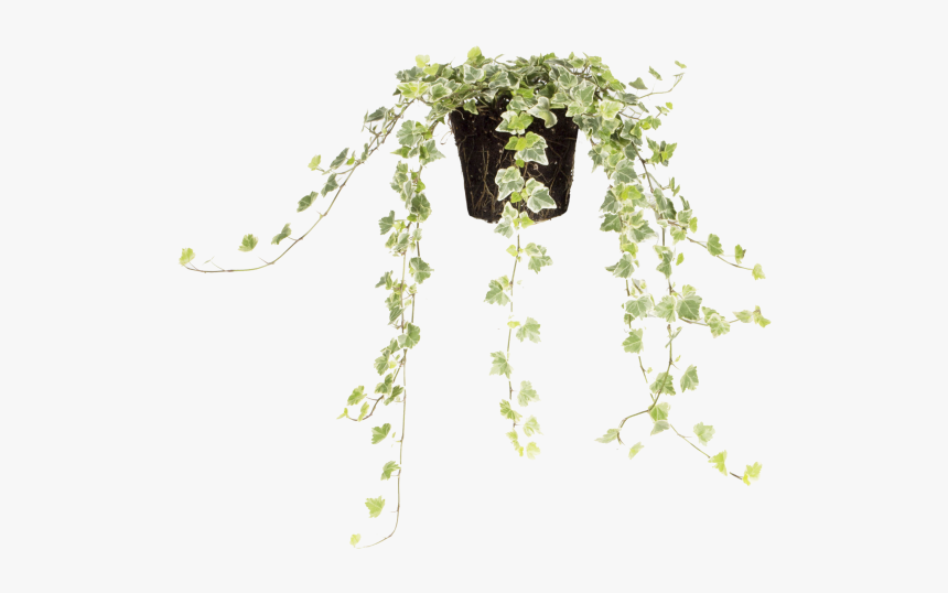 Common Ivy - Illustration, HD Png Download