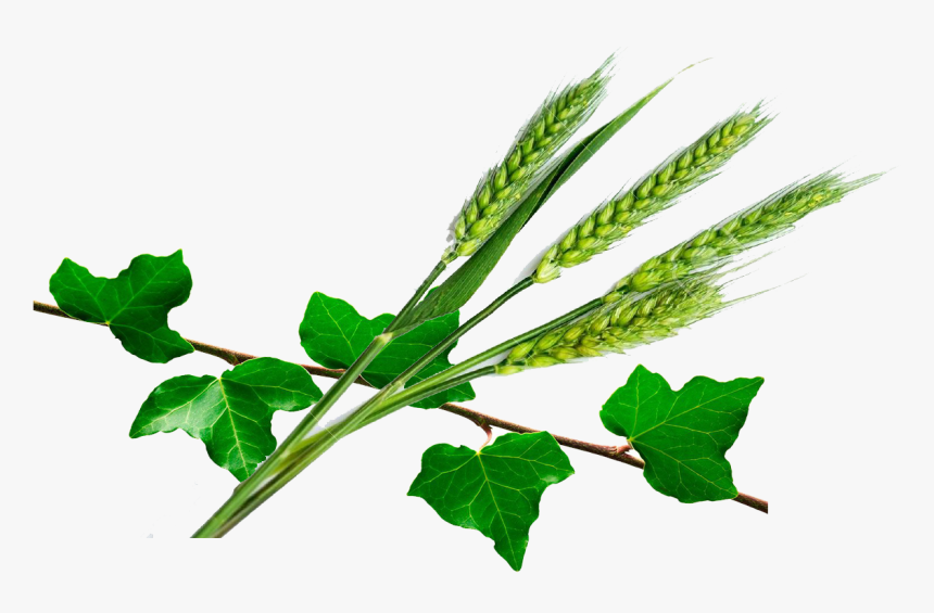 Common Ivy , Png Download - Épi De Blé Vert, Transparent Png