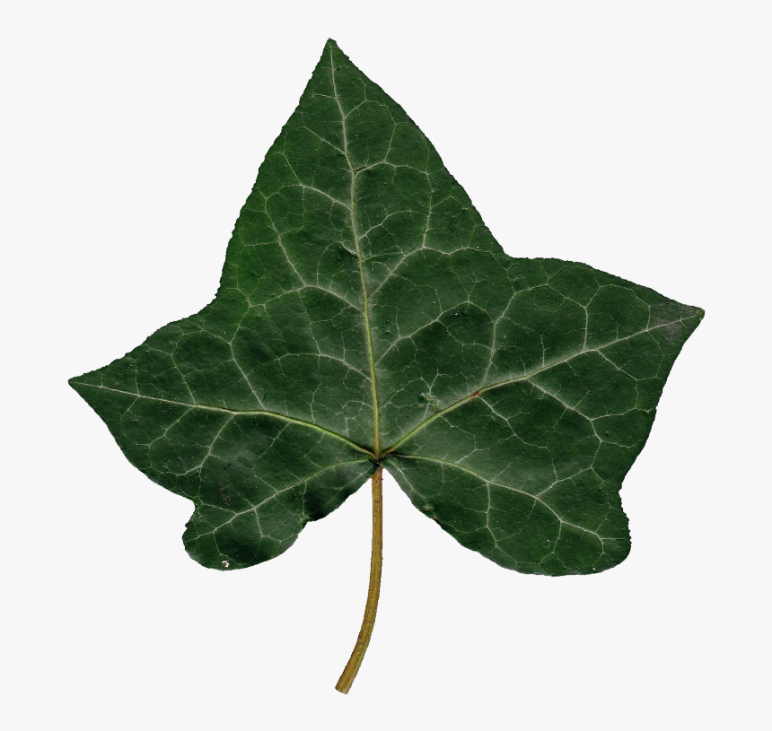 Transparent Ivy Png - Ivy Leaf Png, Png Download , Transparent Png