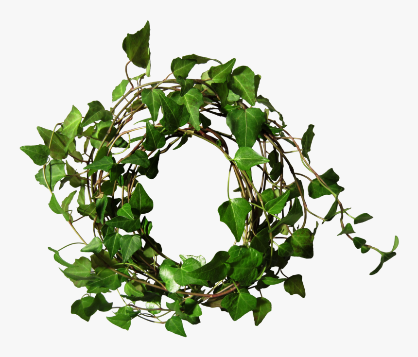 Sunday December Th Page - Ivy Round, HD Png Download