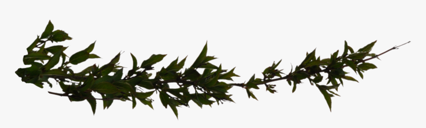 Download Branch Png Hd - Branches With Leaves Png, Transparent Png