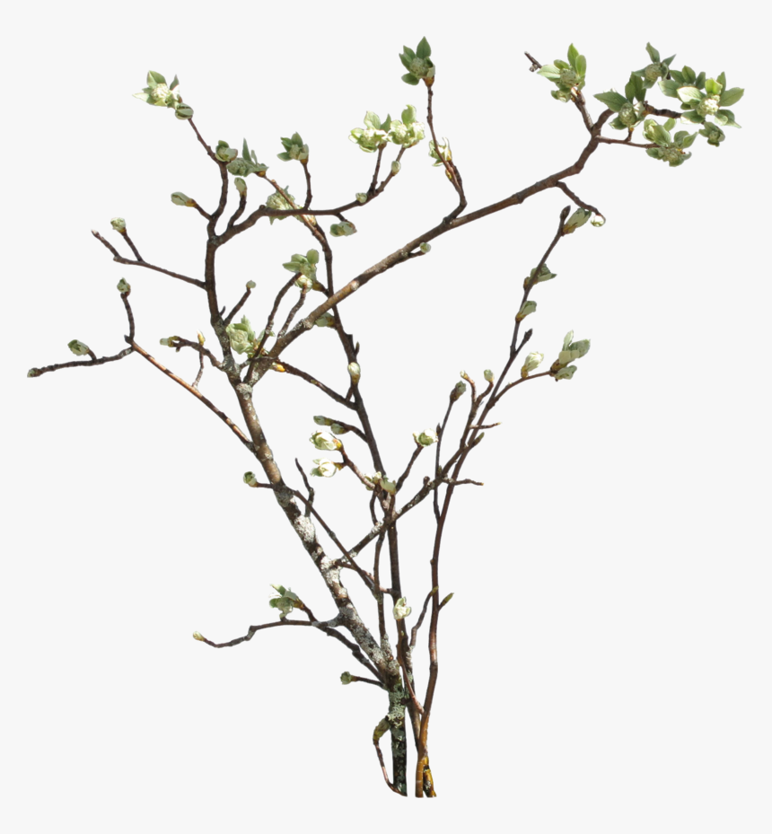 Branch Png Picture - Bush Branch Png, Transparent Png