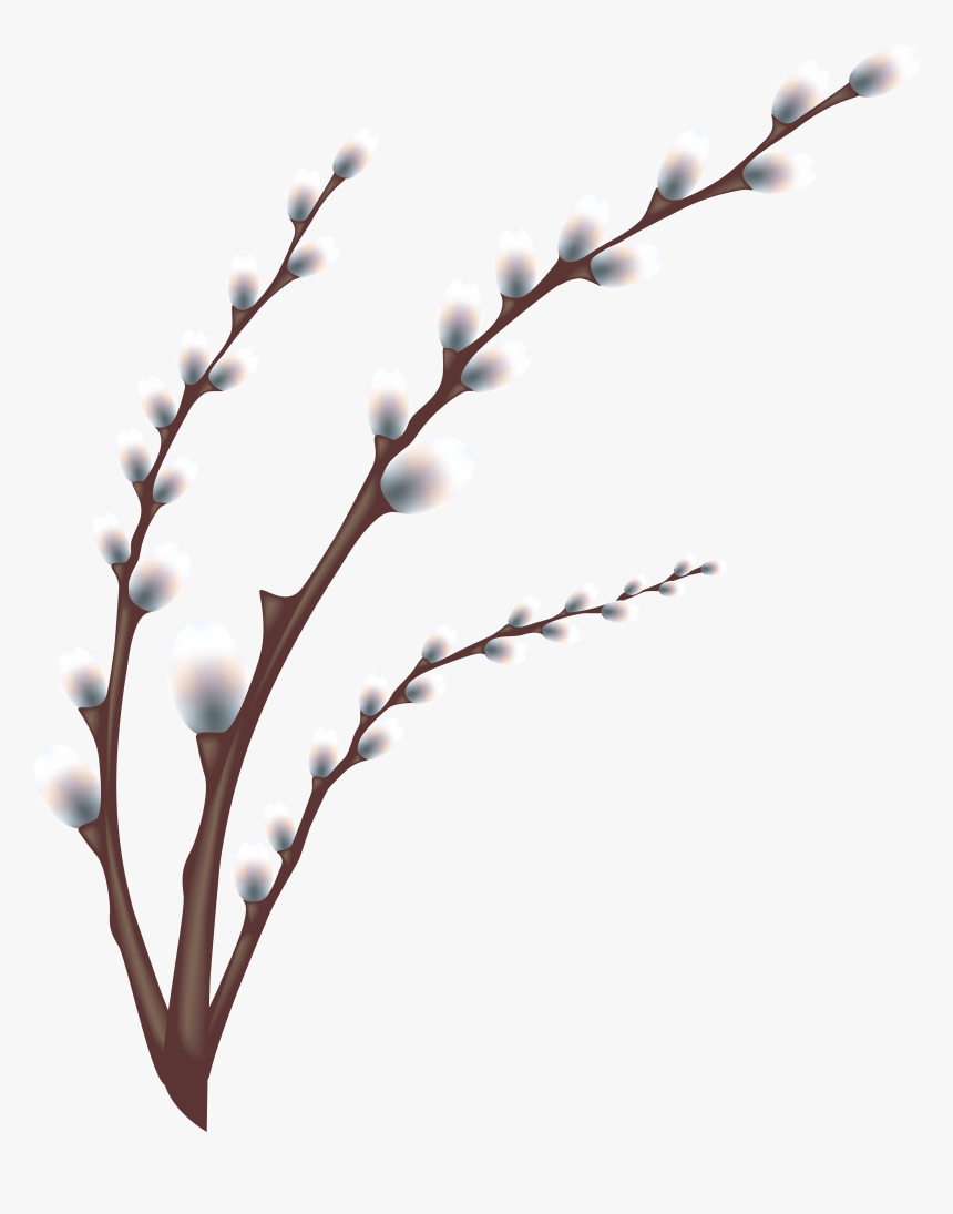 Transparent Olive Branches Png - Willow Tree Branch Transparent, Png Download