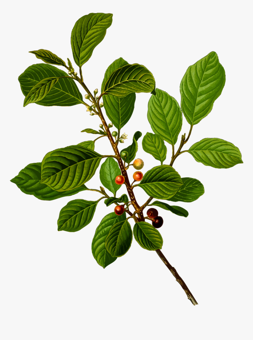 Rhamnus Frangula, HD Png Download
