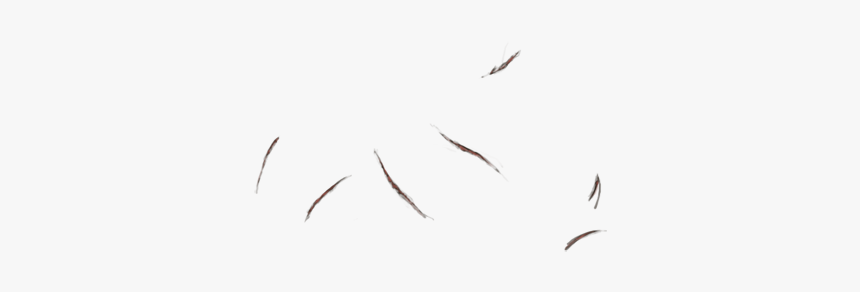 Bird Migration, HD Png Download