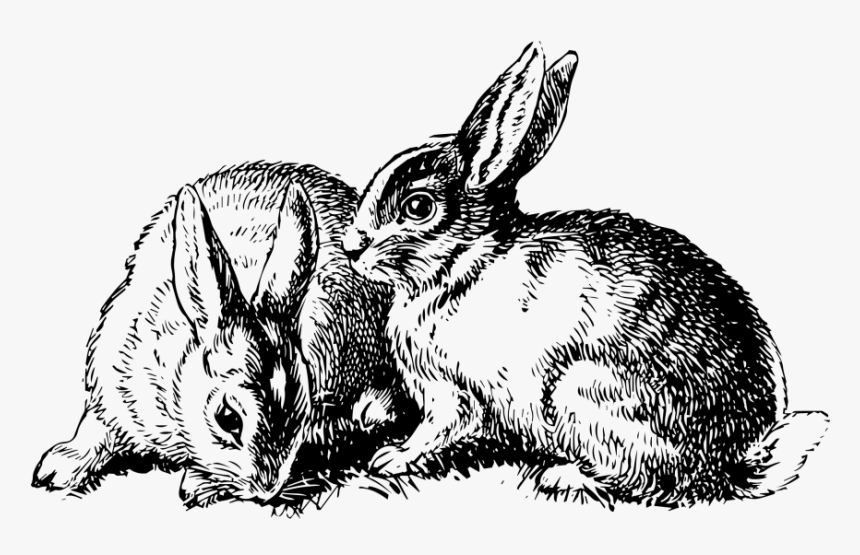 Transparent Rabbit Png - Domestic Rabbit, Png Download