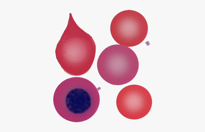 Td2 - Circle, HD Png Download