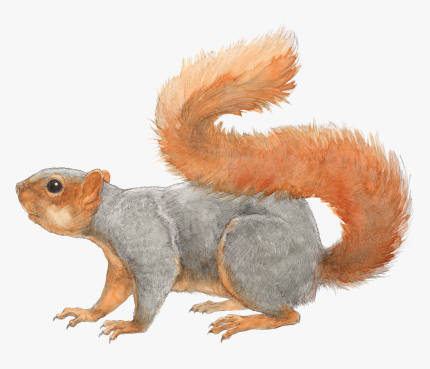 Squirrel Transparent Png File - Fox Squirrel Illustration, Png Download