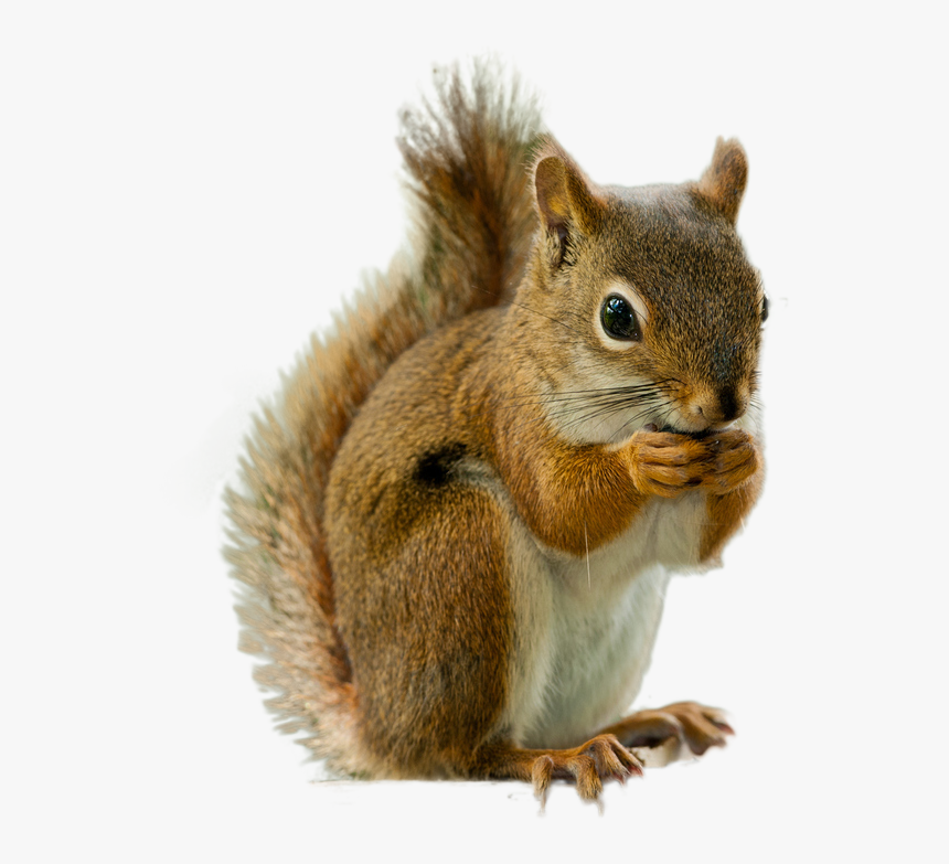 Squirrel Png Image - Transparent Transparent Background Squirrel, Png Download
