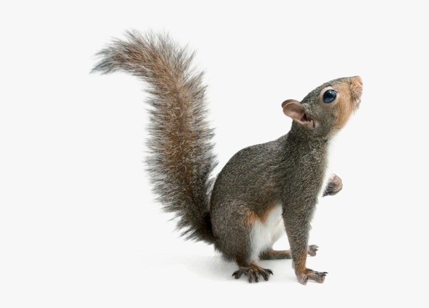 Squirrel Png Download Image - Eastern Gray Squirrel Png, Transparent Png