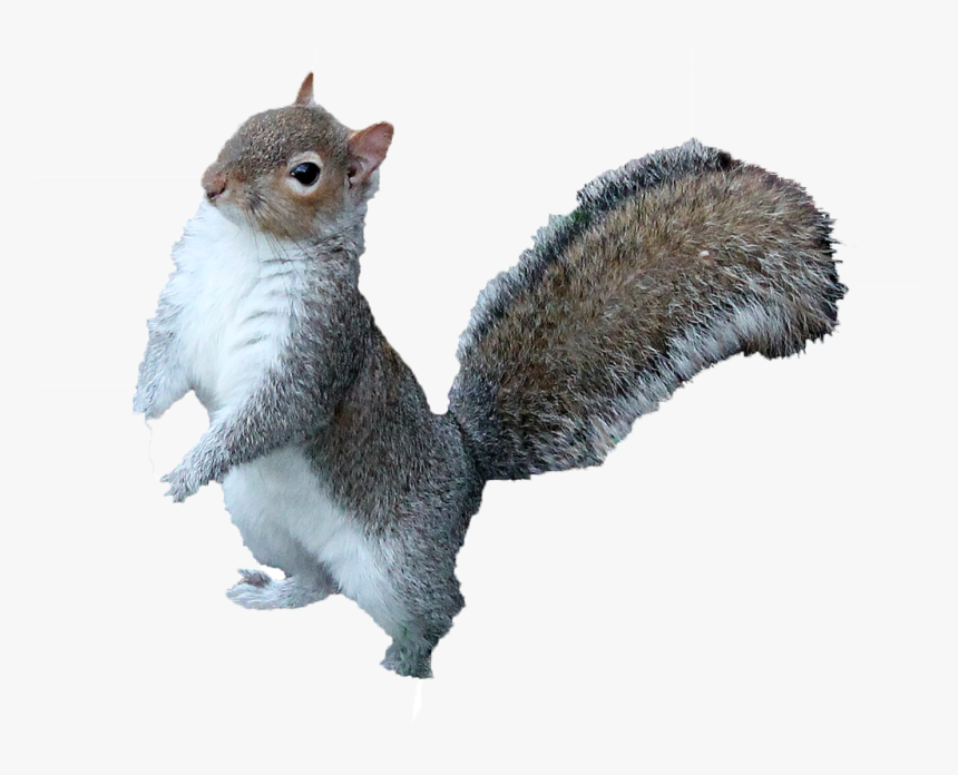 Squirrel Png Free Download - Squirrel Png, Transparent Png ...