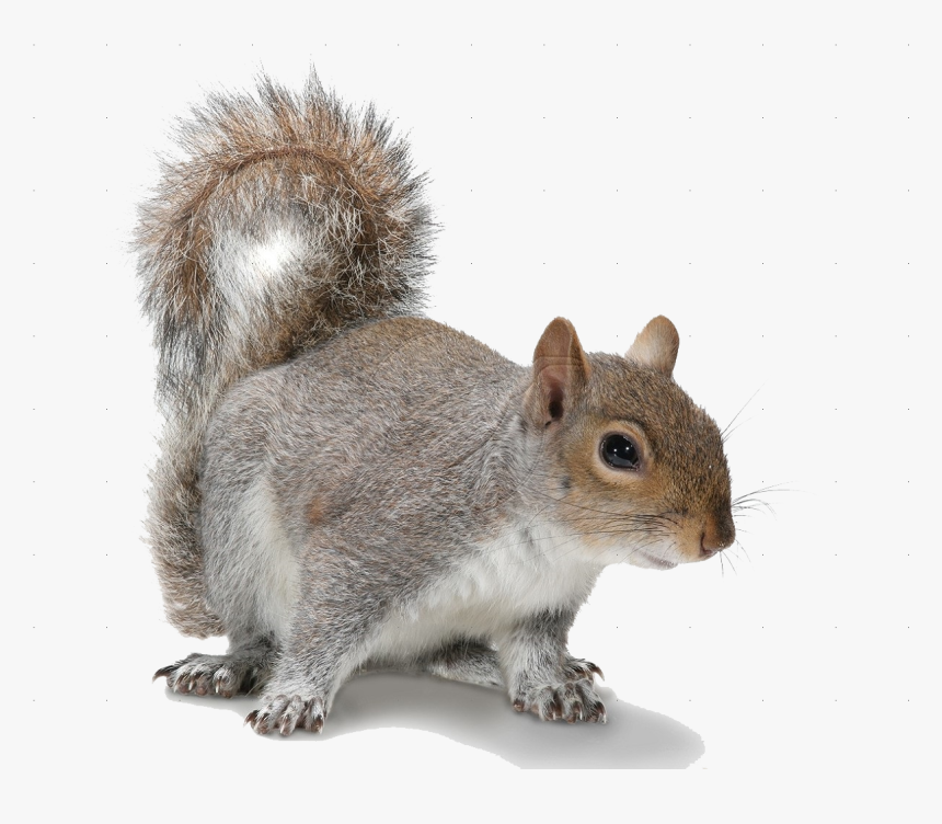Make A Decision Squirrel Quote, HD Png Download
