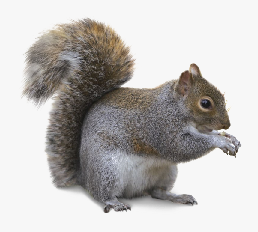 Squirrel Png Transparent Image - Gray Squirrel Png, Png Download