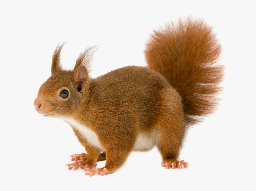 Squirrel Png, Transparent Png