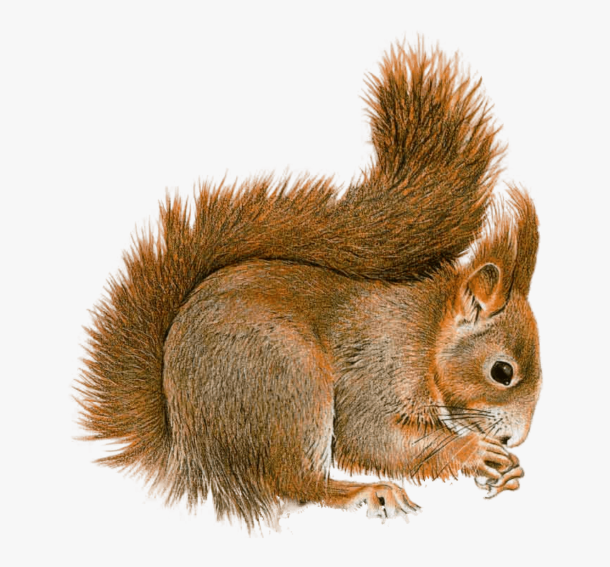 Squirrel Sideview - Squirrel Gif Transparent Background, HD Png Download
