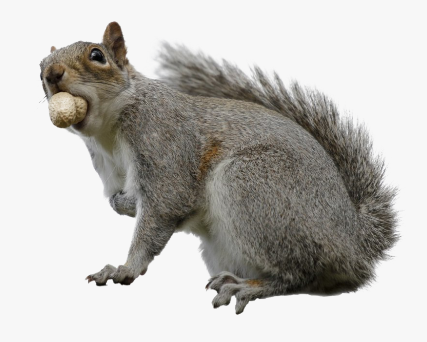 Squirrel Download Transparent Png Image - Fox Squirrel, Png Download