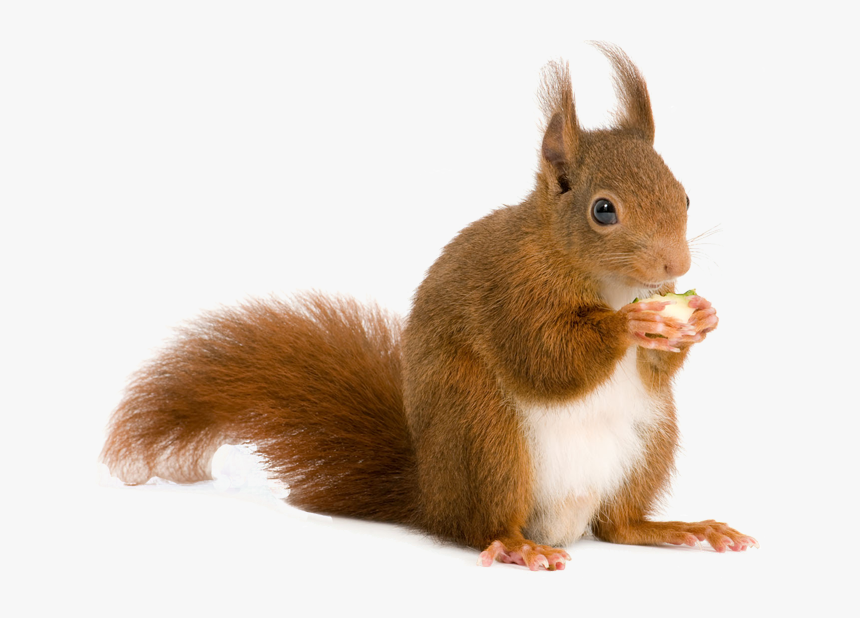 Squirrel Rodent Computer File - Squirrel Png, Transparent Png