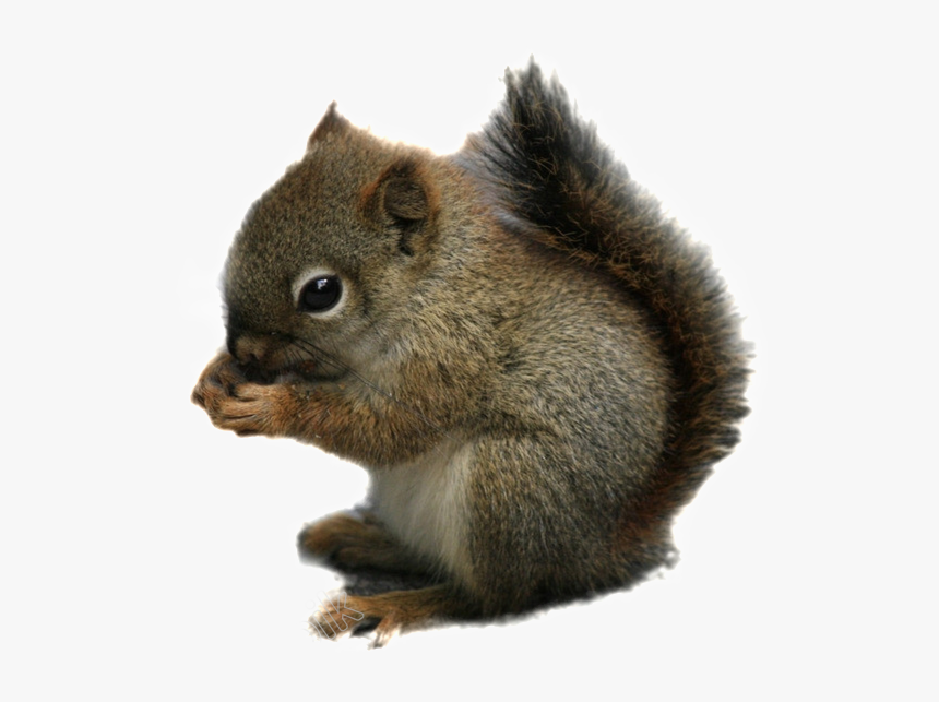 Squirrel Png Transparent Images - Chipmunk Transparent, Png Download