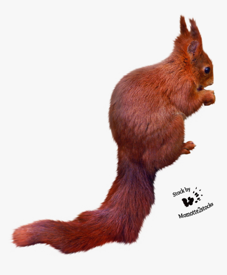 Squirrel Png Free Images Download - Squirrel Cut Out Png, Transparent Png