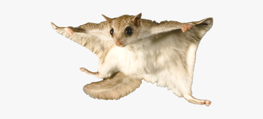 Flying Squirrel - Flying Squirrel White Background, HD Png Download