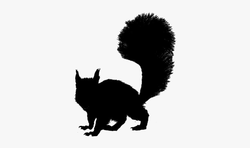 Real Squirrel Png Transparent Images - Grey Squirrel, Png Download