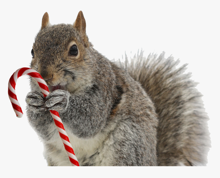 Squirrel Png Image Download - Stock Photography, Transparent Png
