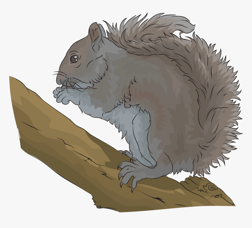 Eastern Grey Squirrel Clipart - Fox Squirrel, HD Png Download