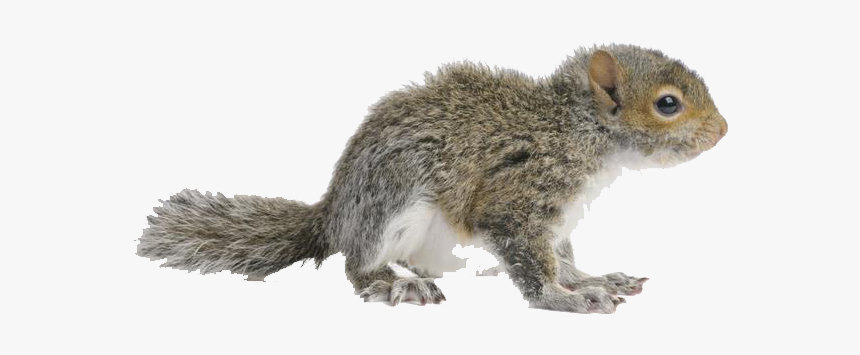 Squirrel Png Free Images - Eastern Gray Squirrel, Transparent Png