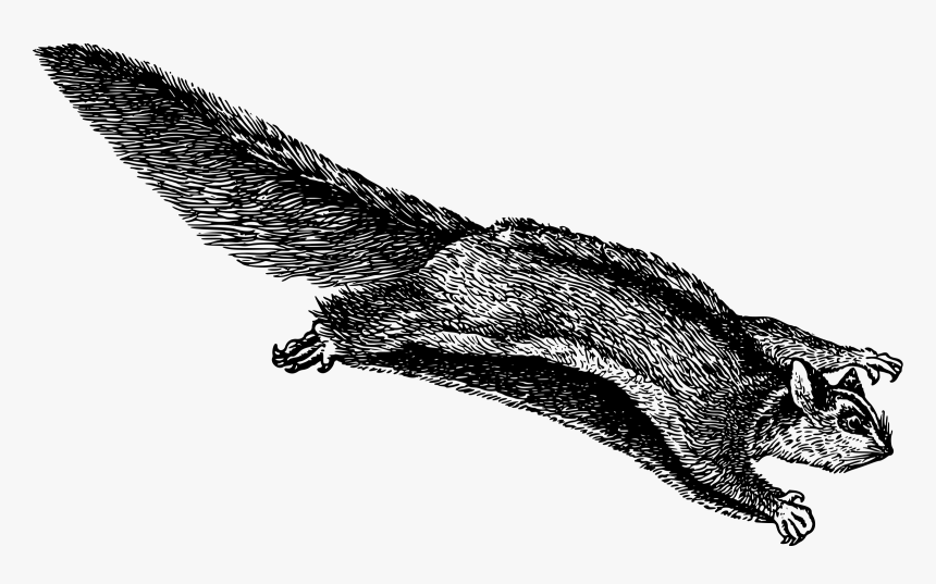 Flying Squirrel 2 Clip Arts - Flying Squirrel Clip Art, HD Png Download