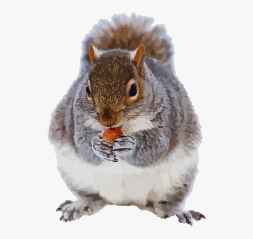 Ground Squirrels,snout,squirrel - Animales De Frio, HD Png Download