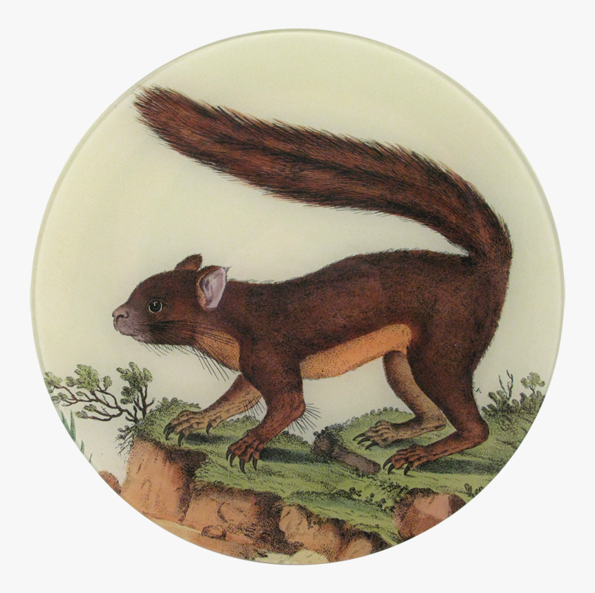 Squirrel Png, Transparent Png