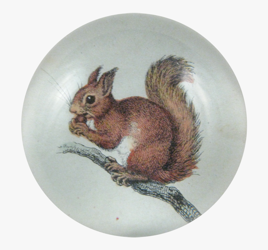 Squirrel Png, Transparent Png