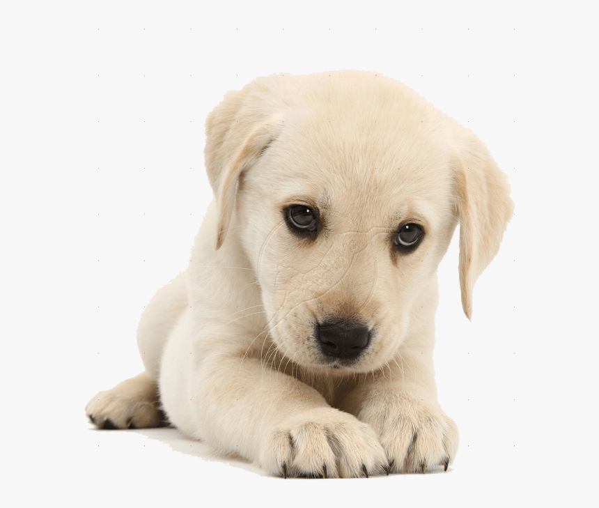 Quality Care For - Puppy Png, Transparent Png