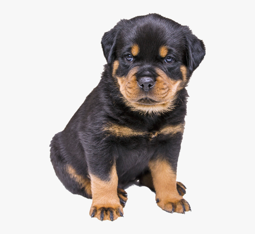 Rottweiler Puppy Png, Transparent Png